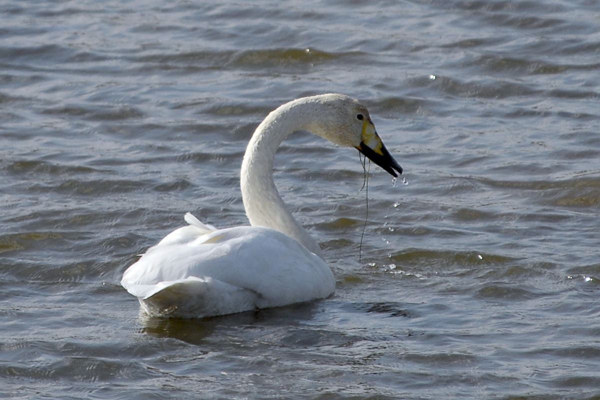 Whooper Swan オオハクチョウ