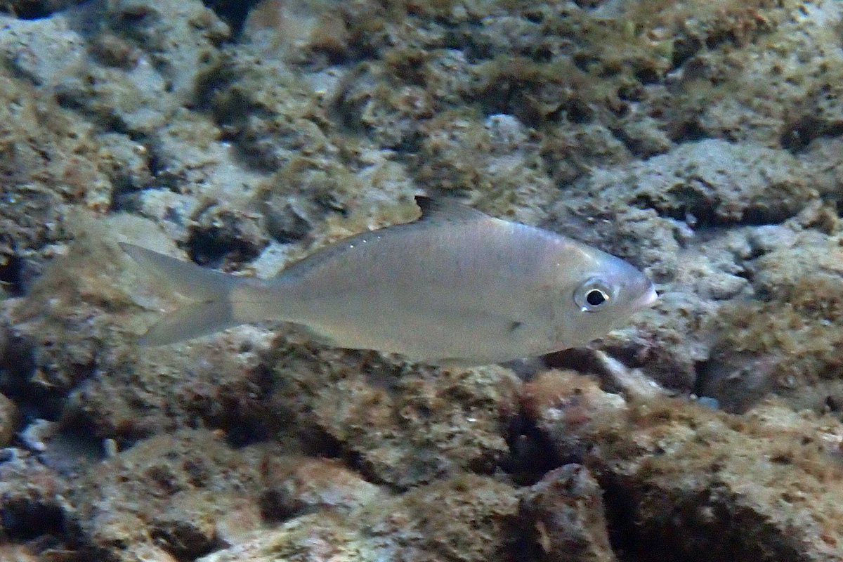 Blacktip Silverbiddy ミナミクロサギ