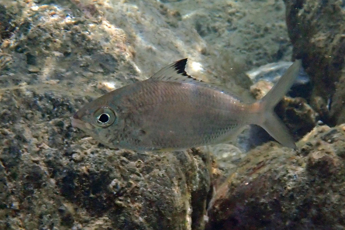 Blacktip Silverbiddy – ミナミクロサギ