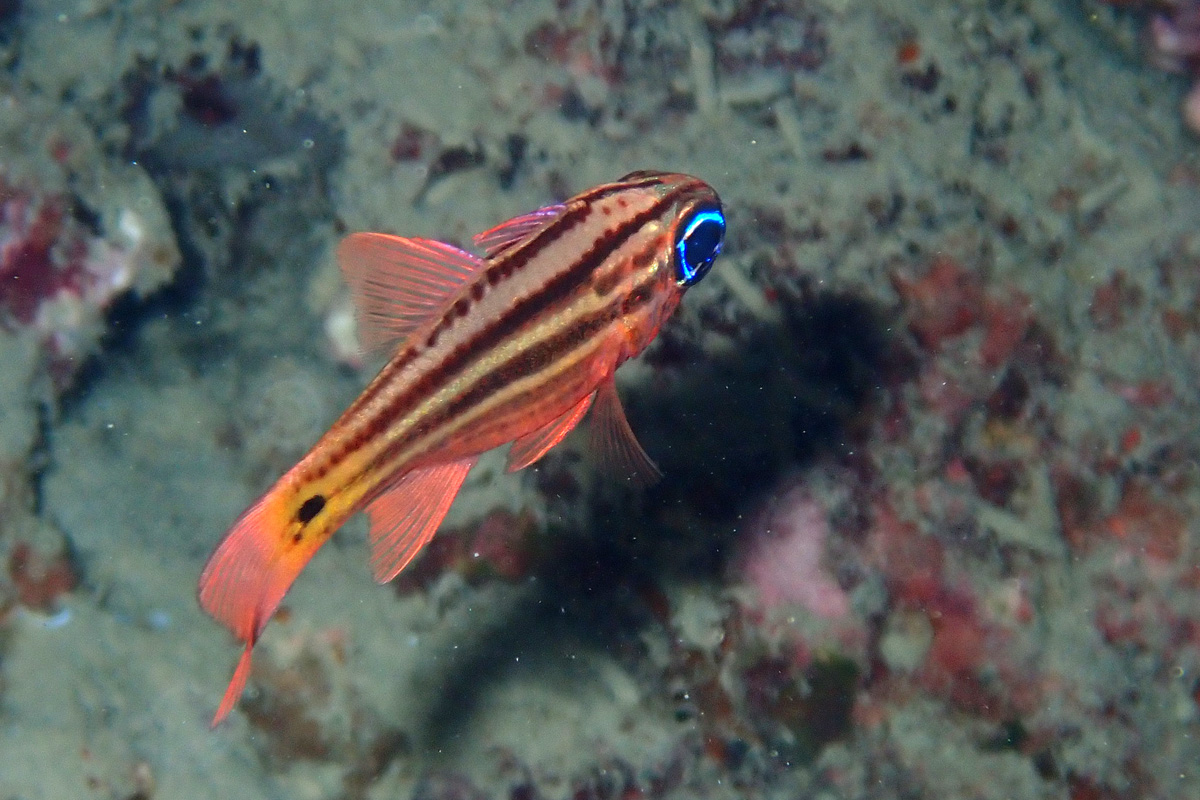 Blue-eye Cardinalfish ヒラテンジクダイ