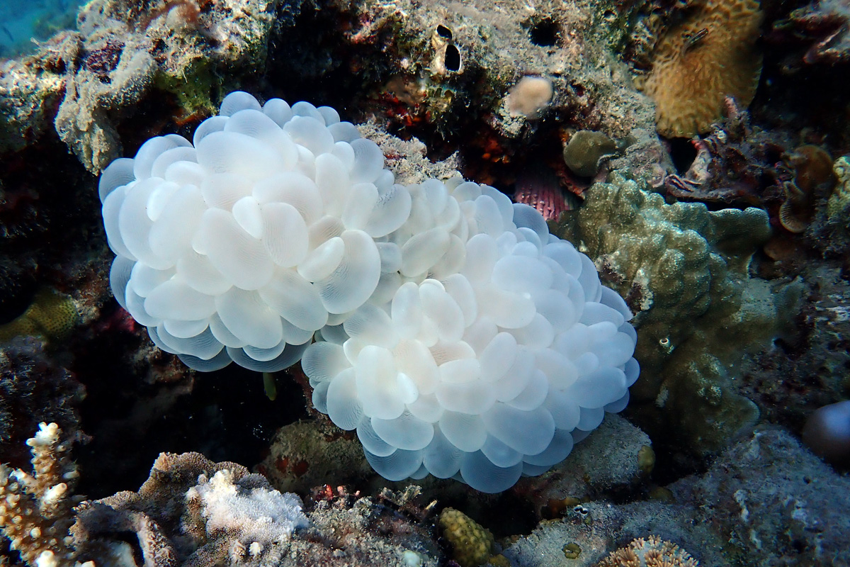 Bubble Coral – ミズタマサンゴ