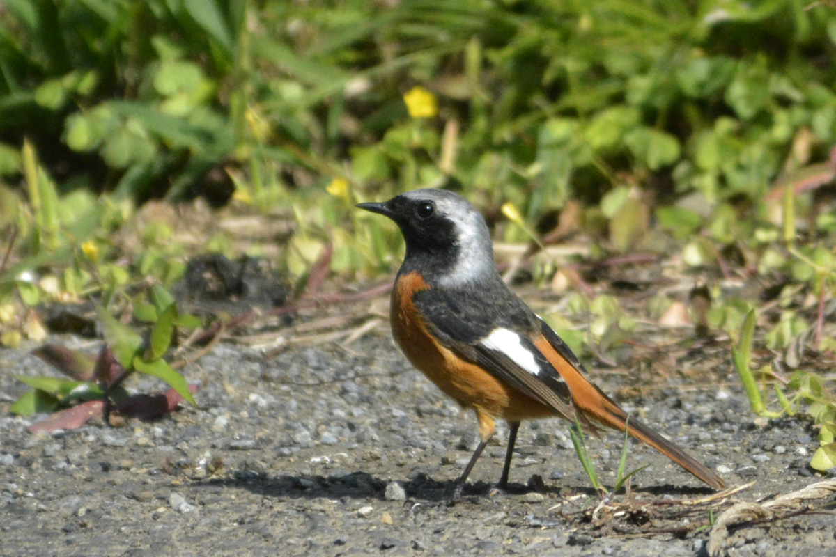 Daurian Redstart – ジョウビタキ
