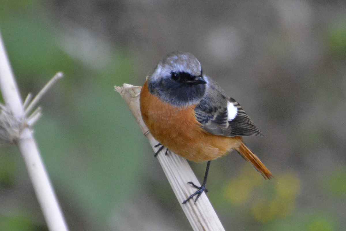 Daurian Redstart ジョウビタキ