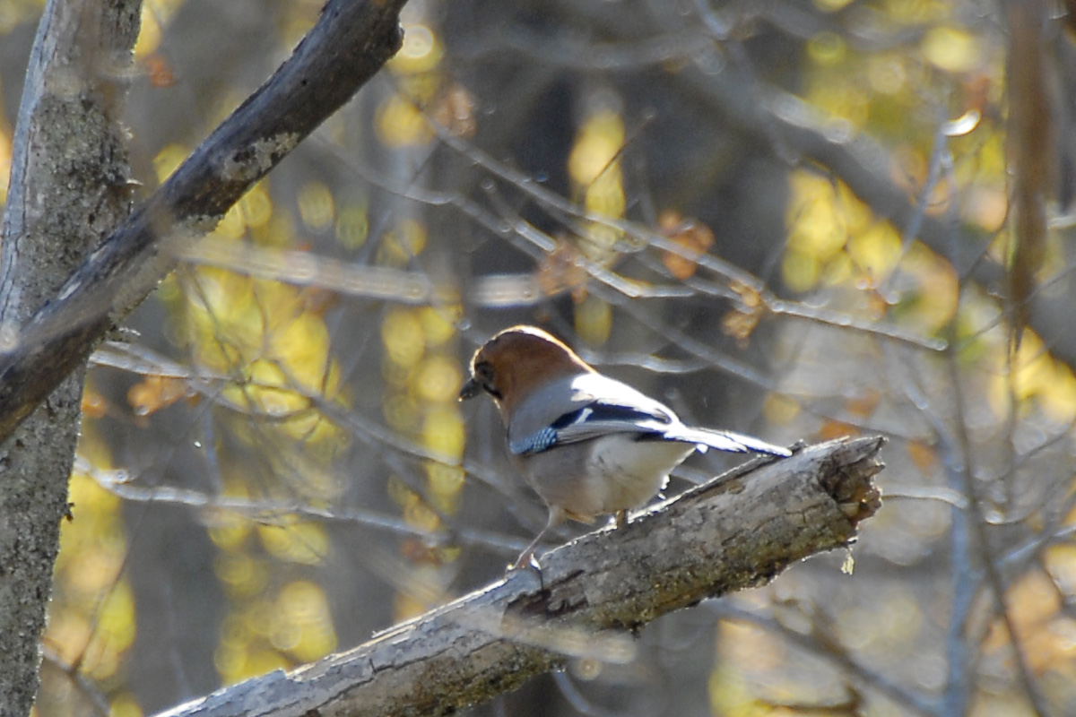 Eurasian Jay カケス