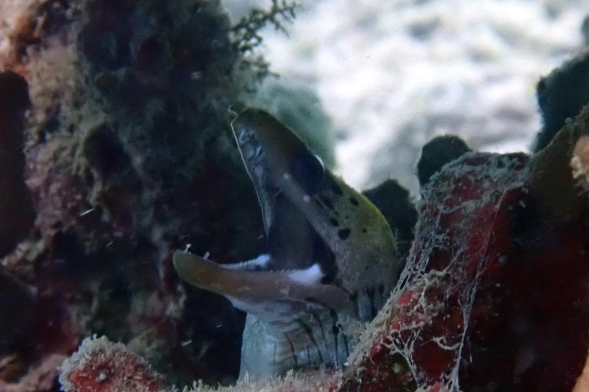 Fimbriated Moray ヘリゴイシウツボ