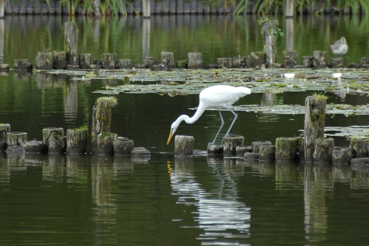 Great Egret ダイサギ