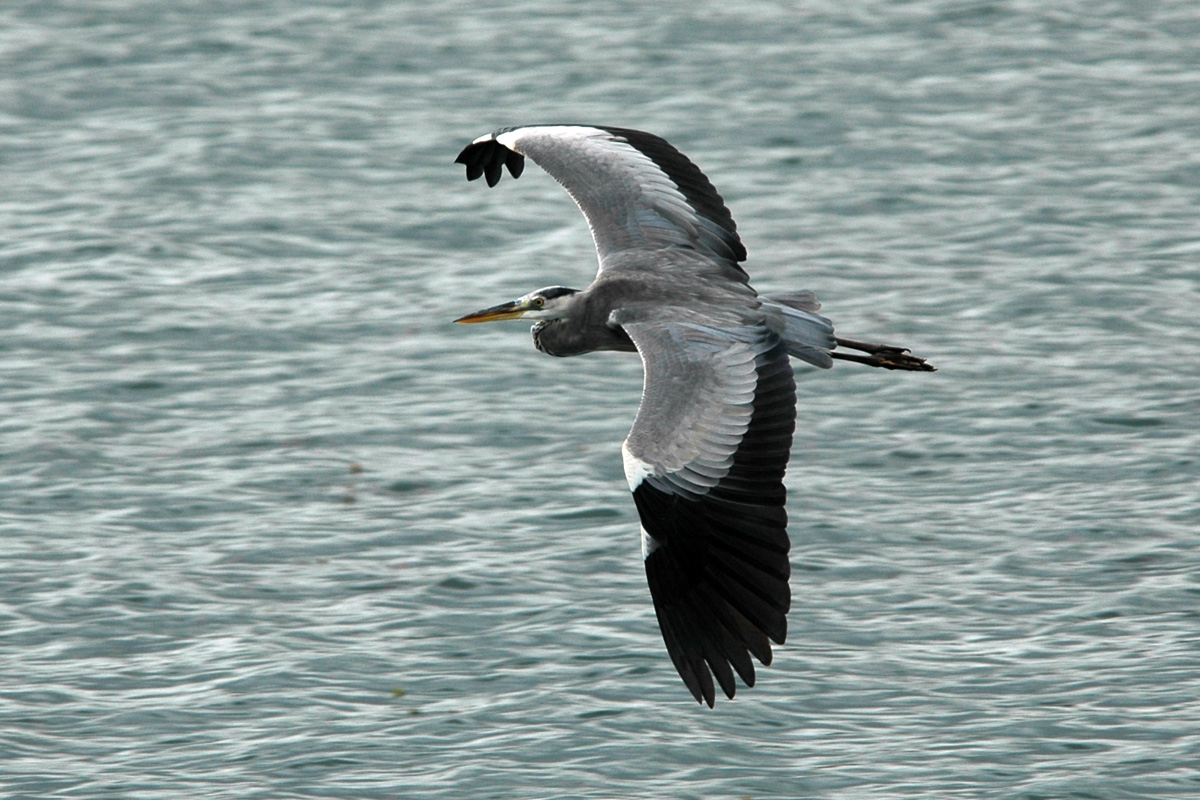 Grey Heron アオサギ