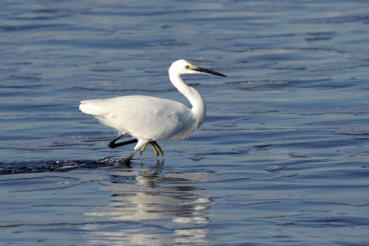 Little Egret コサギ