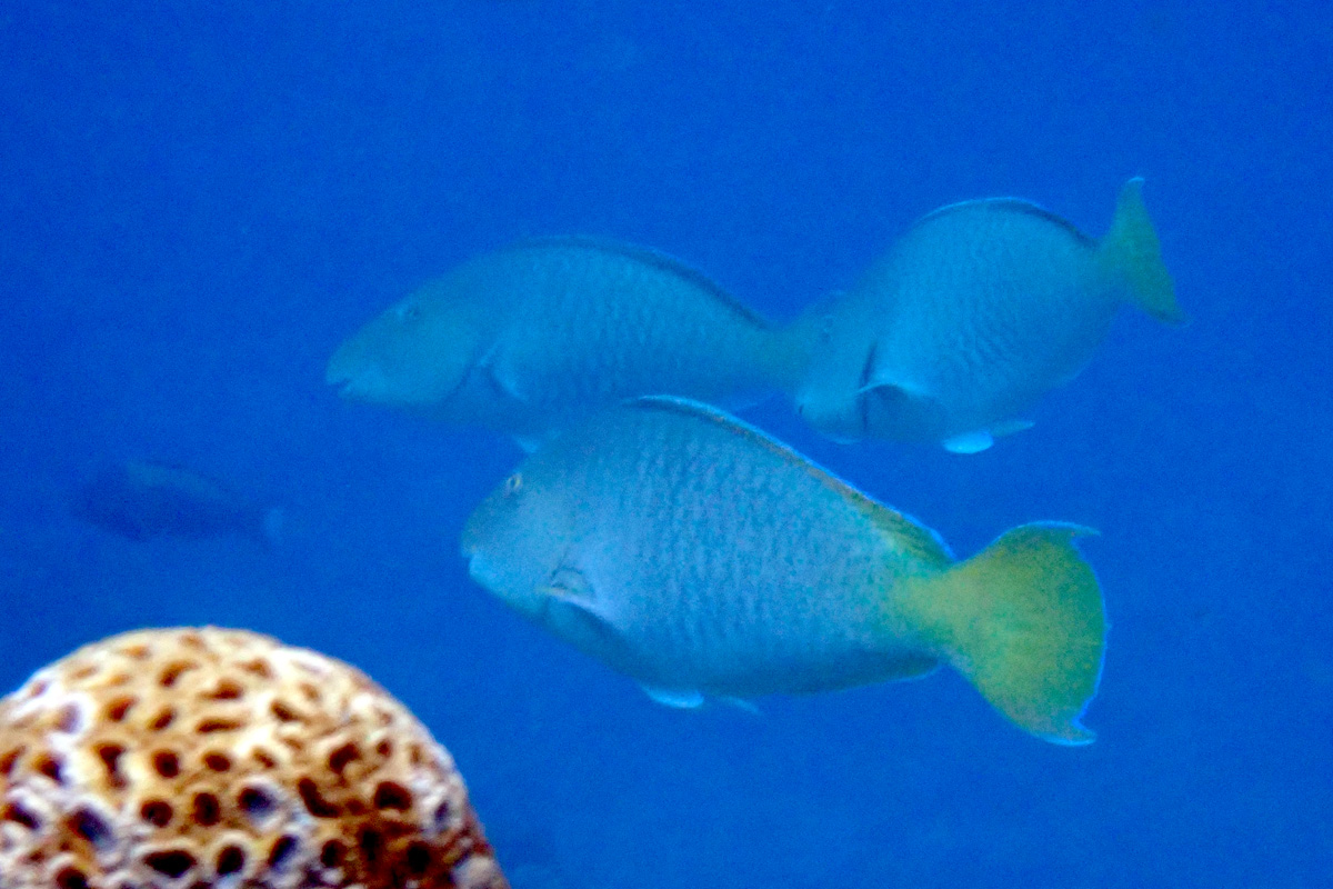 Longnose Parrotfish キツネブダイ