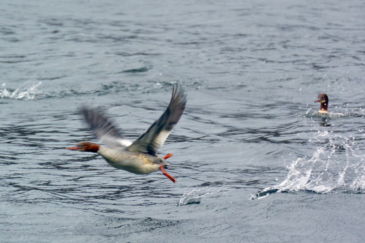 Common Merganser カワアイサ