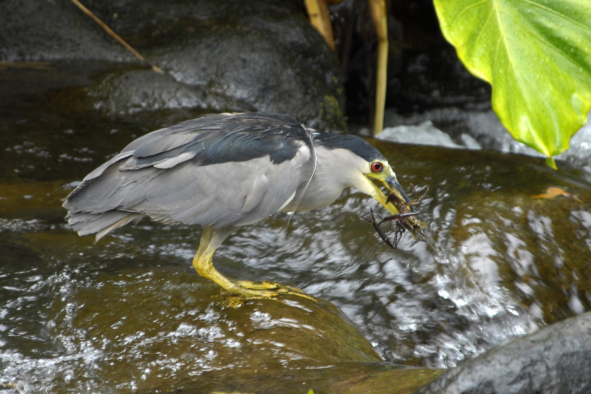 Black-crowned Night Heron – ゴイサギ