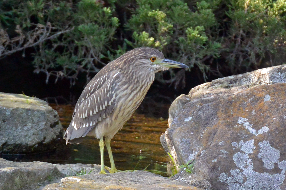 Black-crowned Night Heron ゴイサギ