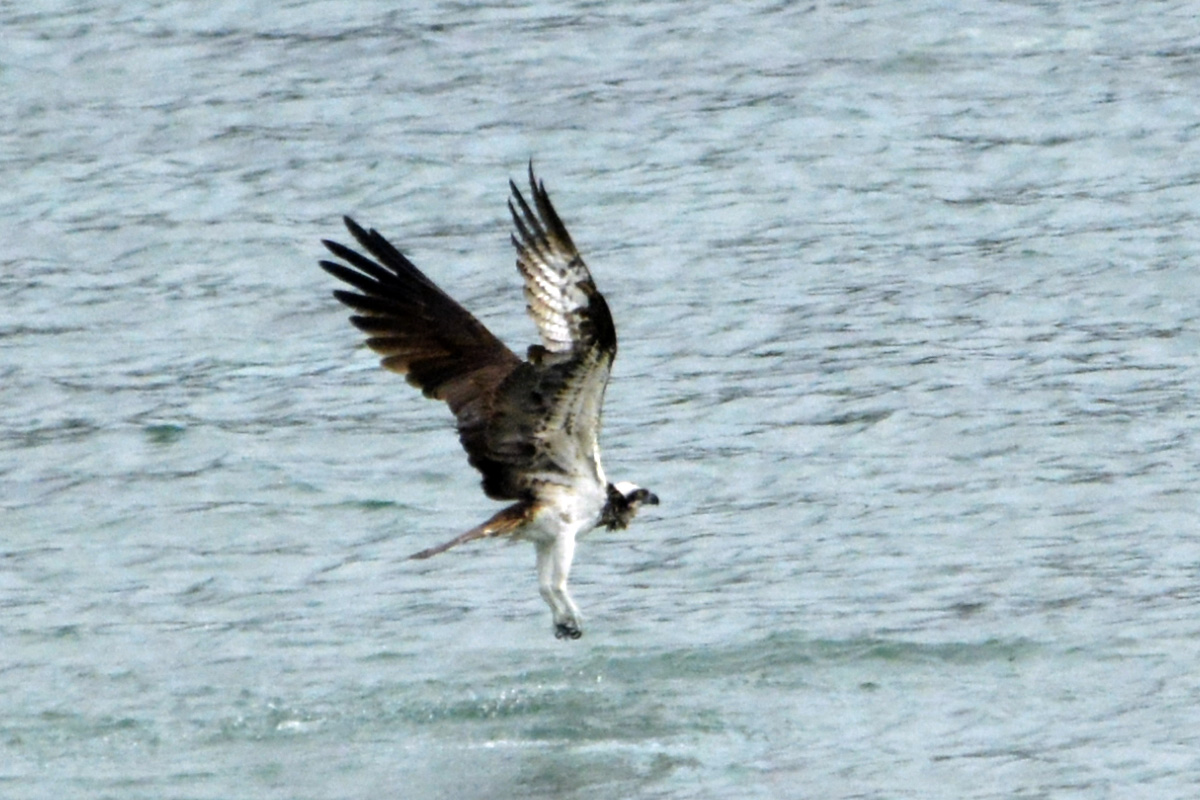 Osprey ミサゴ