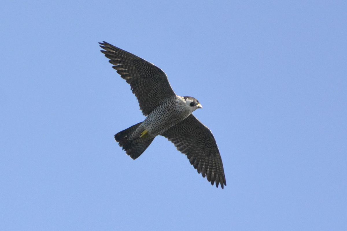 Peregrine Falcon – ハヤブサ