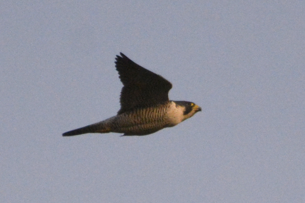 Peregrine Falcon ハヤブサ