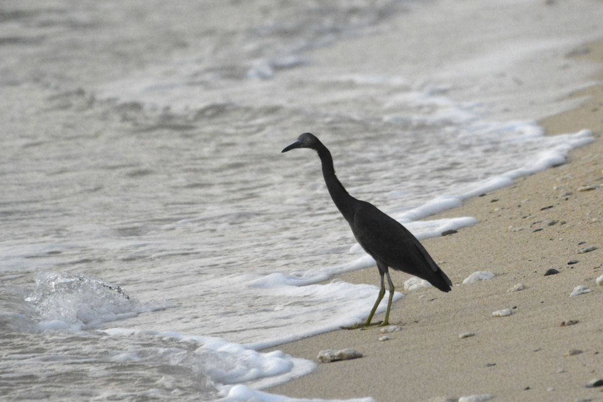 Pacific Reef-Heron クロサギ