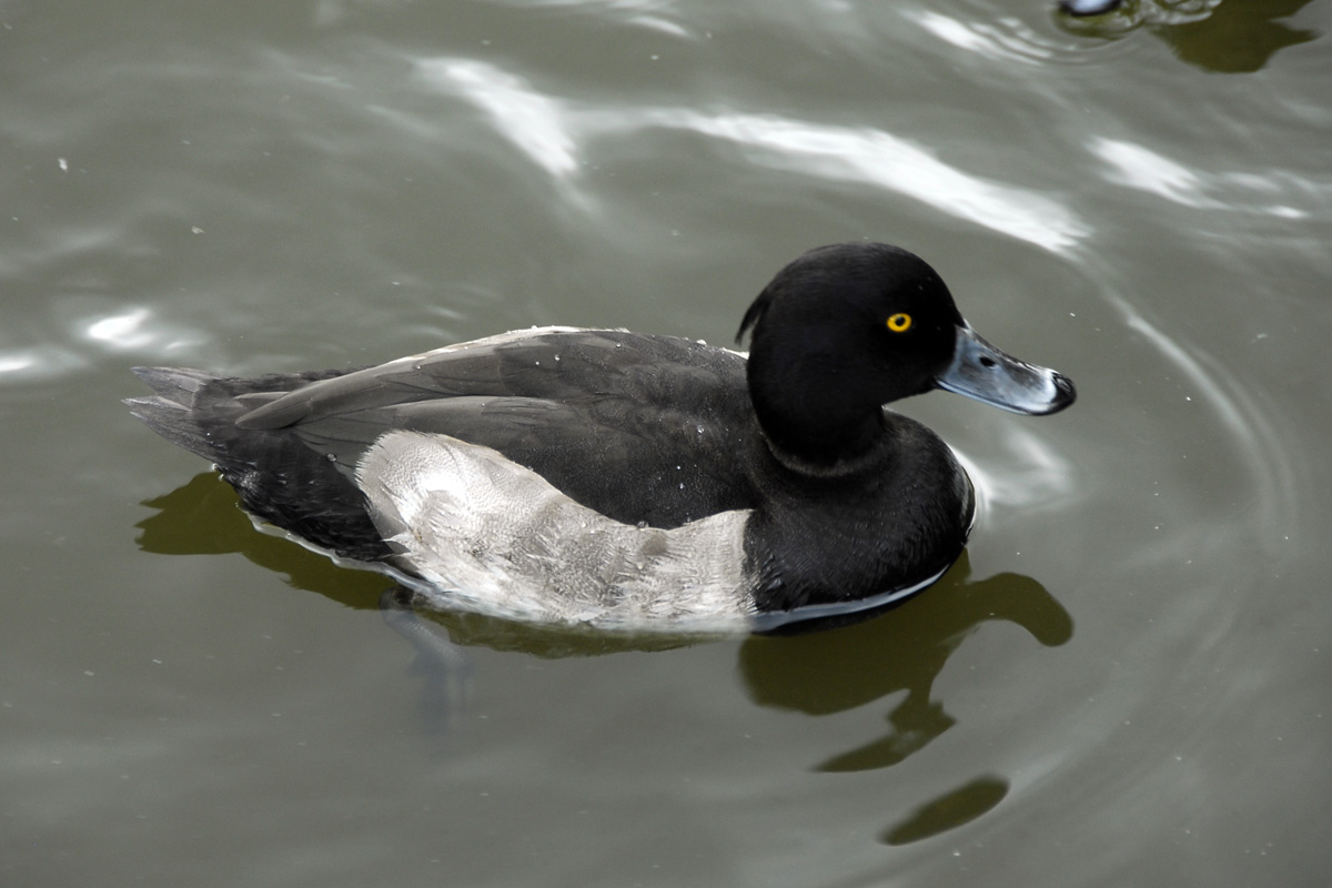 Tufted Duck キンクロハジロ