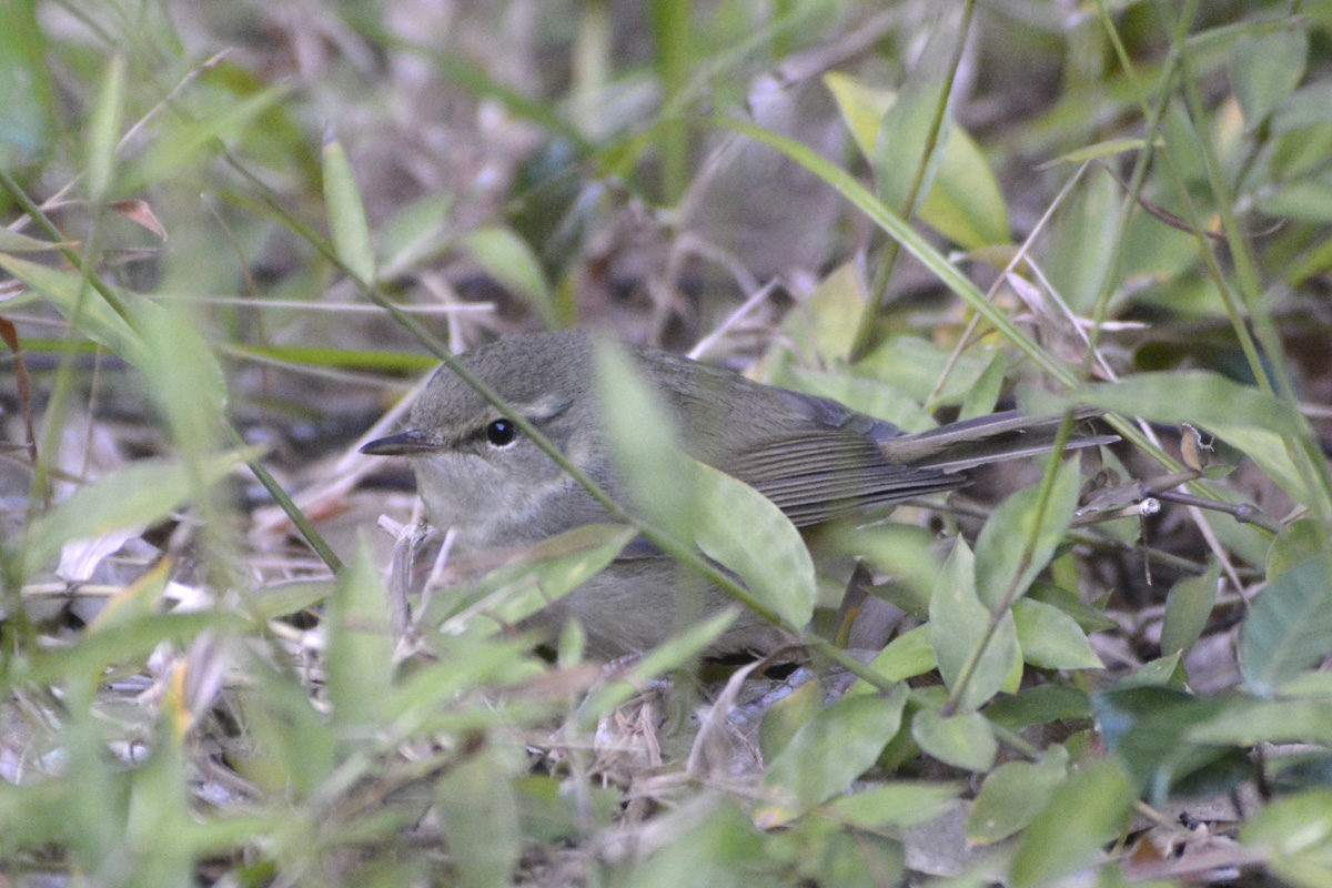 Japanese Bush Warbler ウグイス