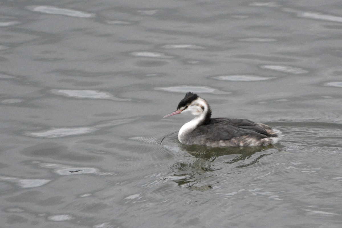 Great Crested Grebe カンムリカイツブリ