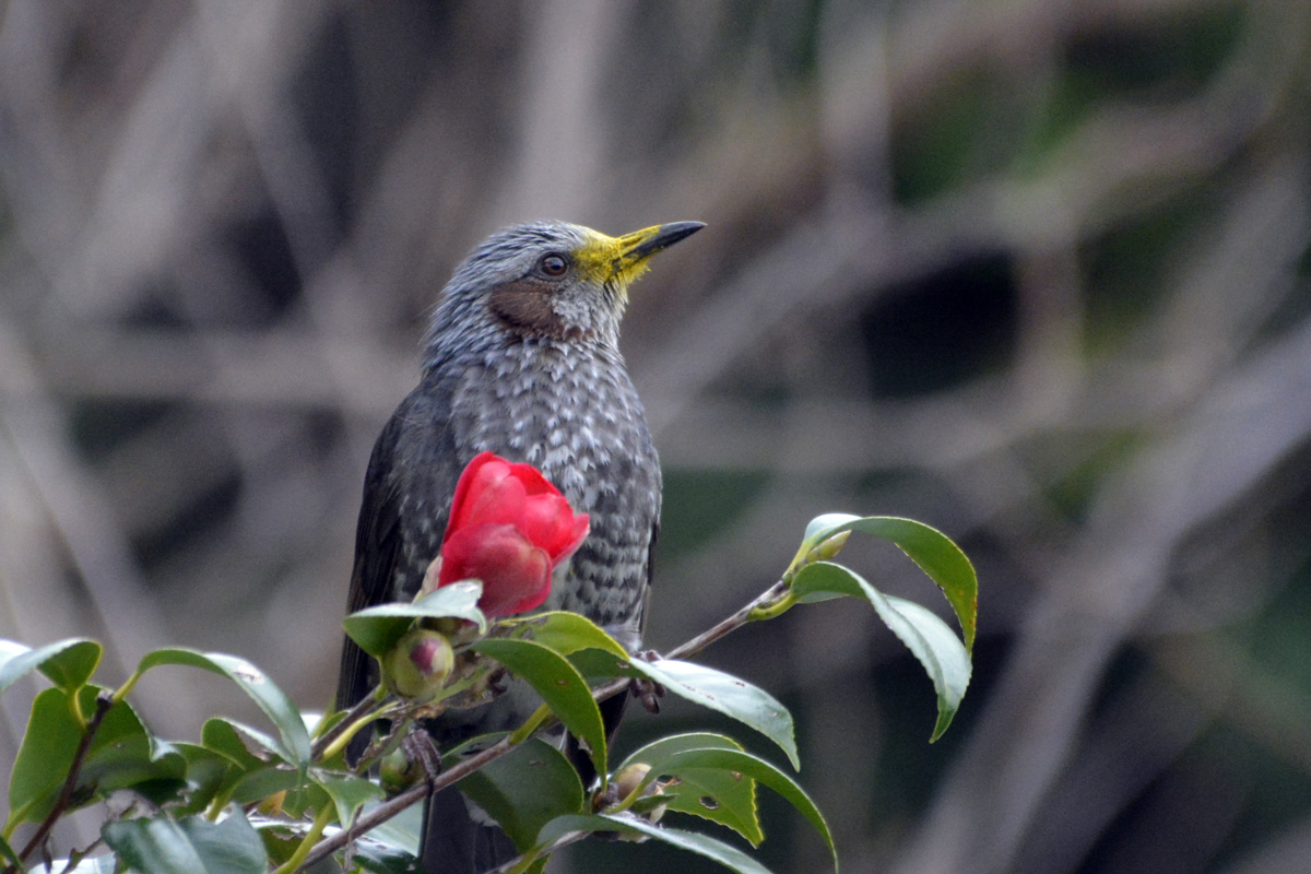 Brown-eared Bulbul ヒヨドリ