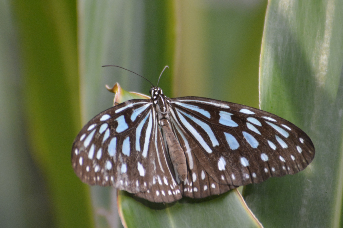 Ceylon blue glassy tiger リュウキュウアサギマダラ