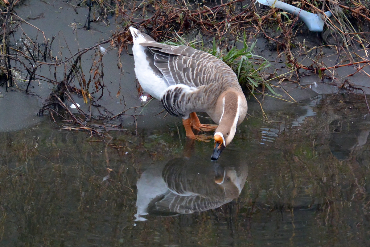 Chinese Goose シナガチョウ