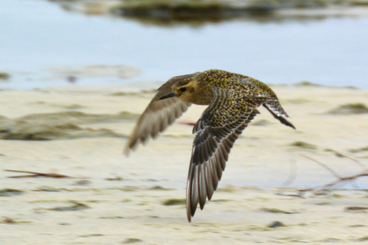 Pacific Golden-Plover ムナグロ