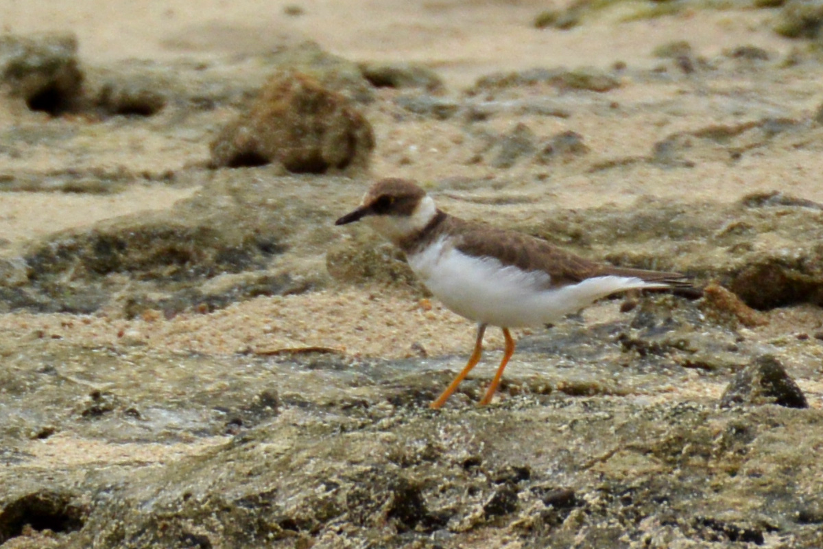 Little Ringed Plover コチドリ