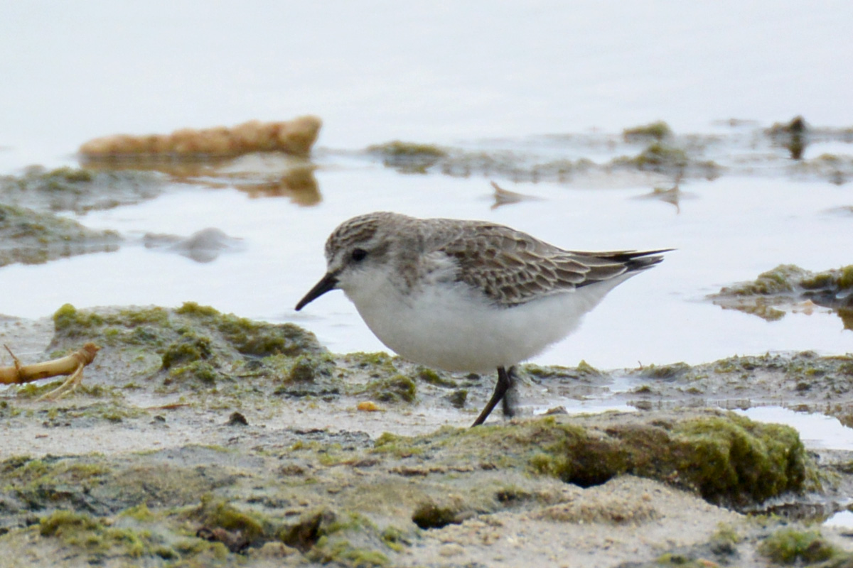 Red-necked Stint