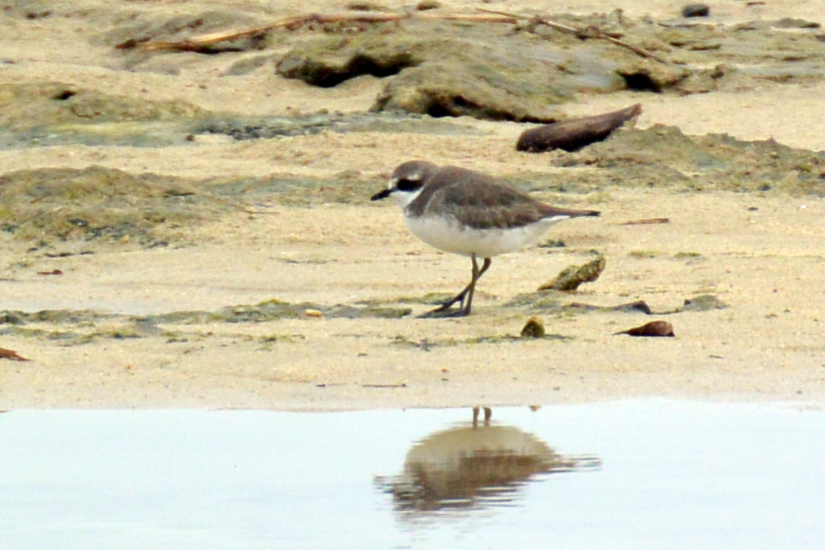 Sandplover