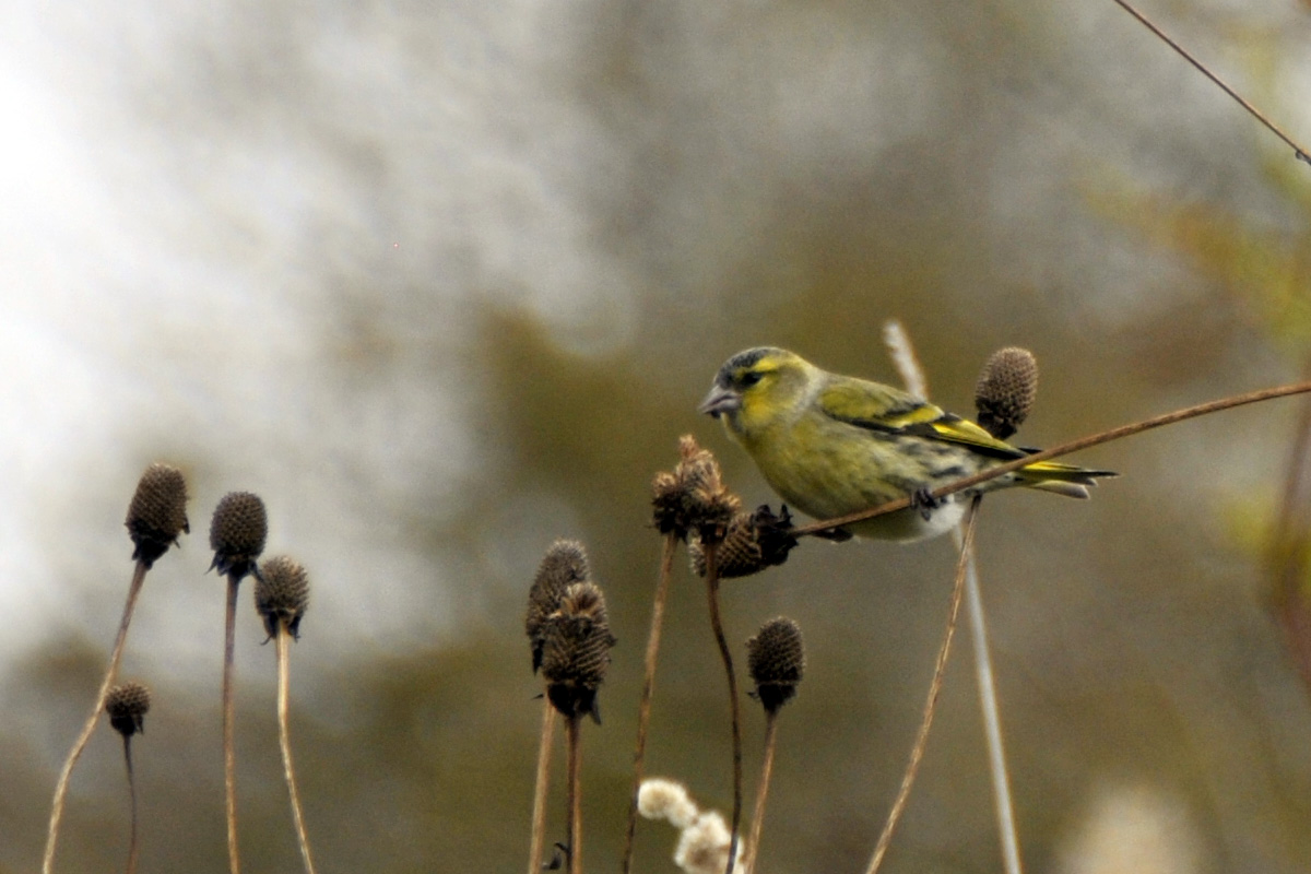 Eurasian Siskin マヒワ