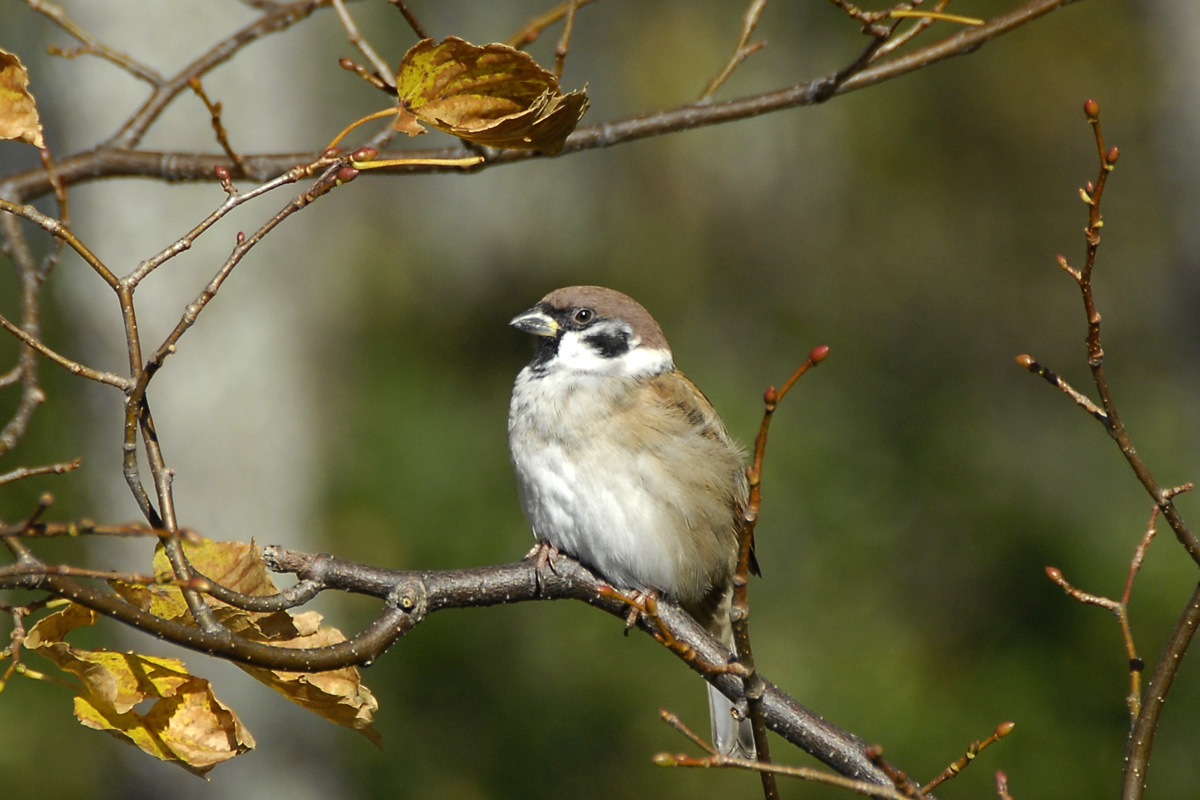 Eurasian Tree Sparrow スズメ