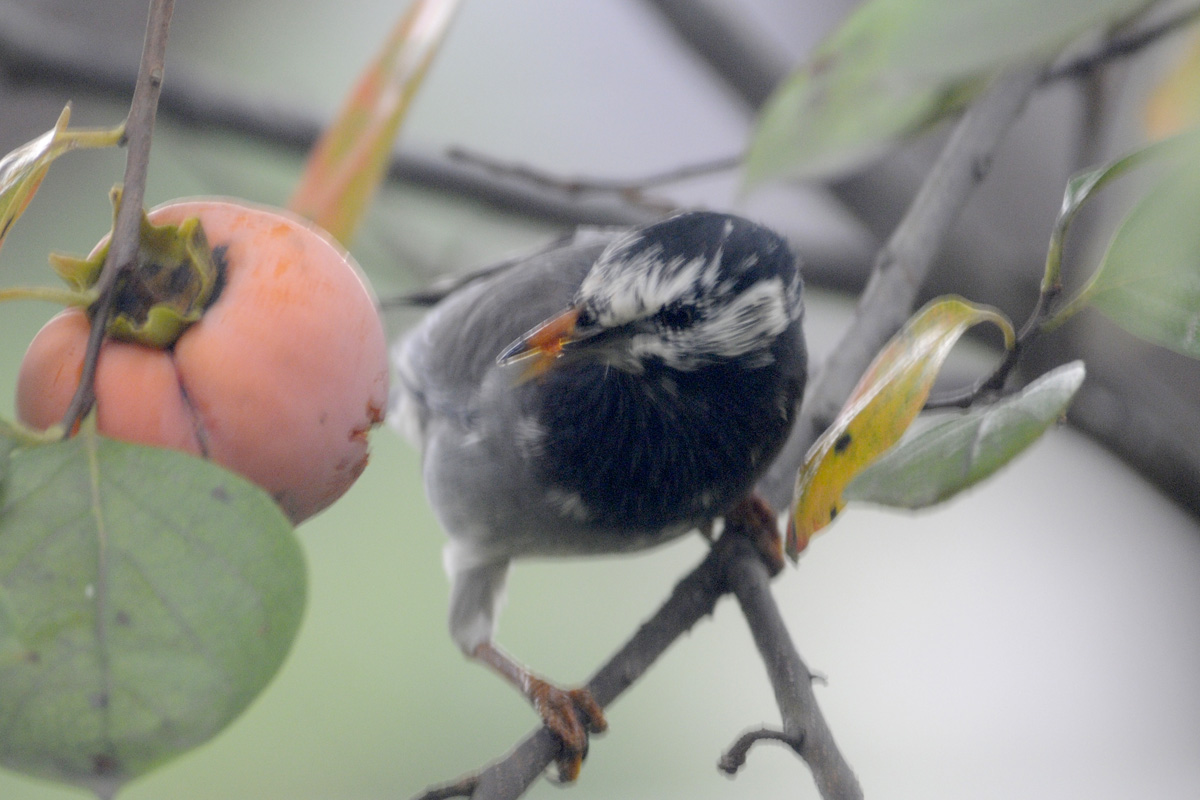 White-cheeked Starling ムクドリ