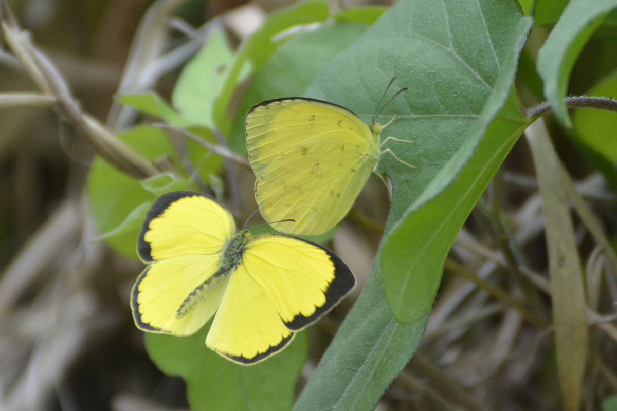 Common Grass Yellow – ミナミキチョウ
