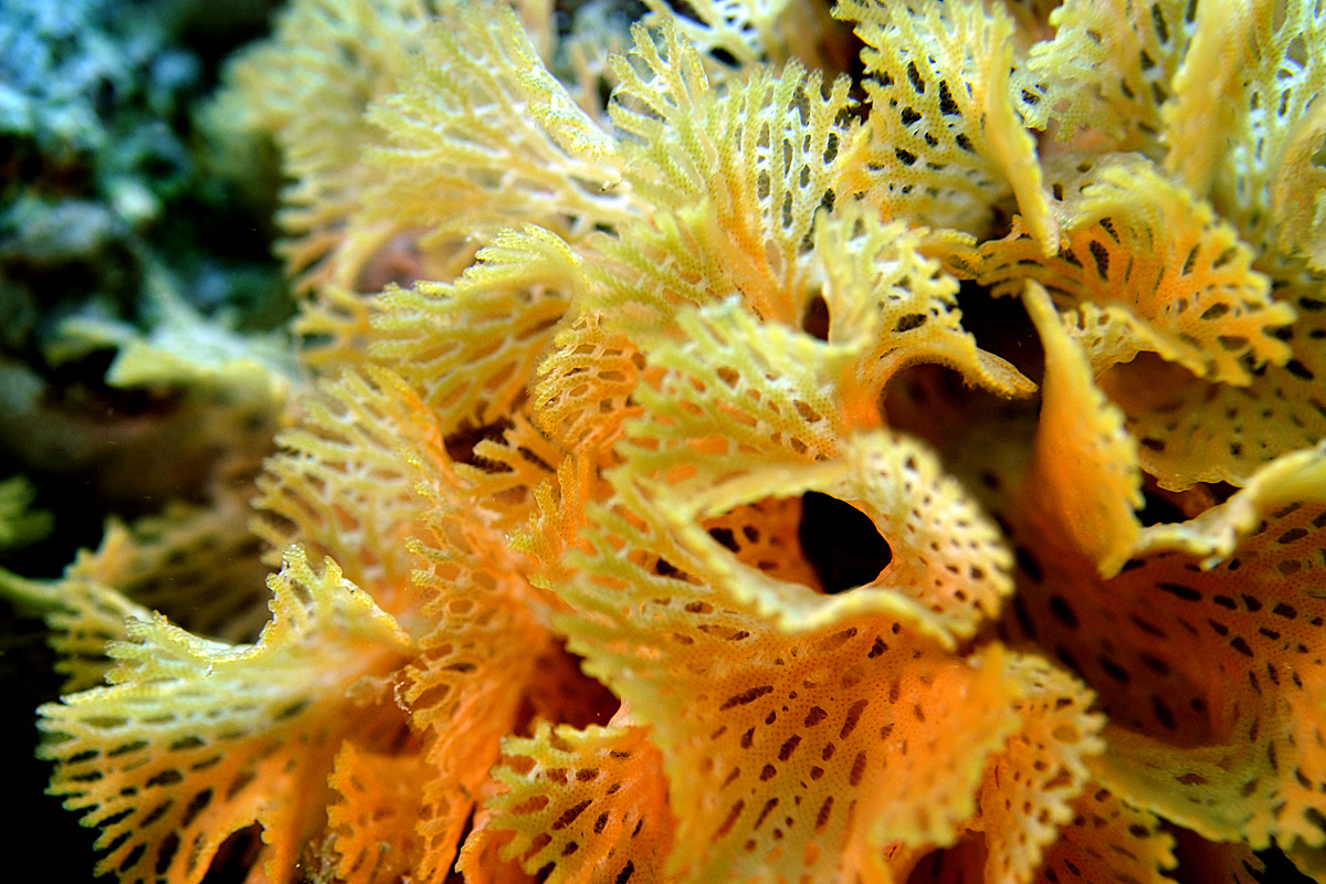 Lacy Bryozoan – ミサキアミコケムシ