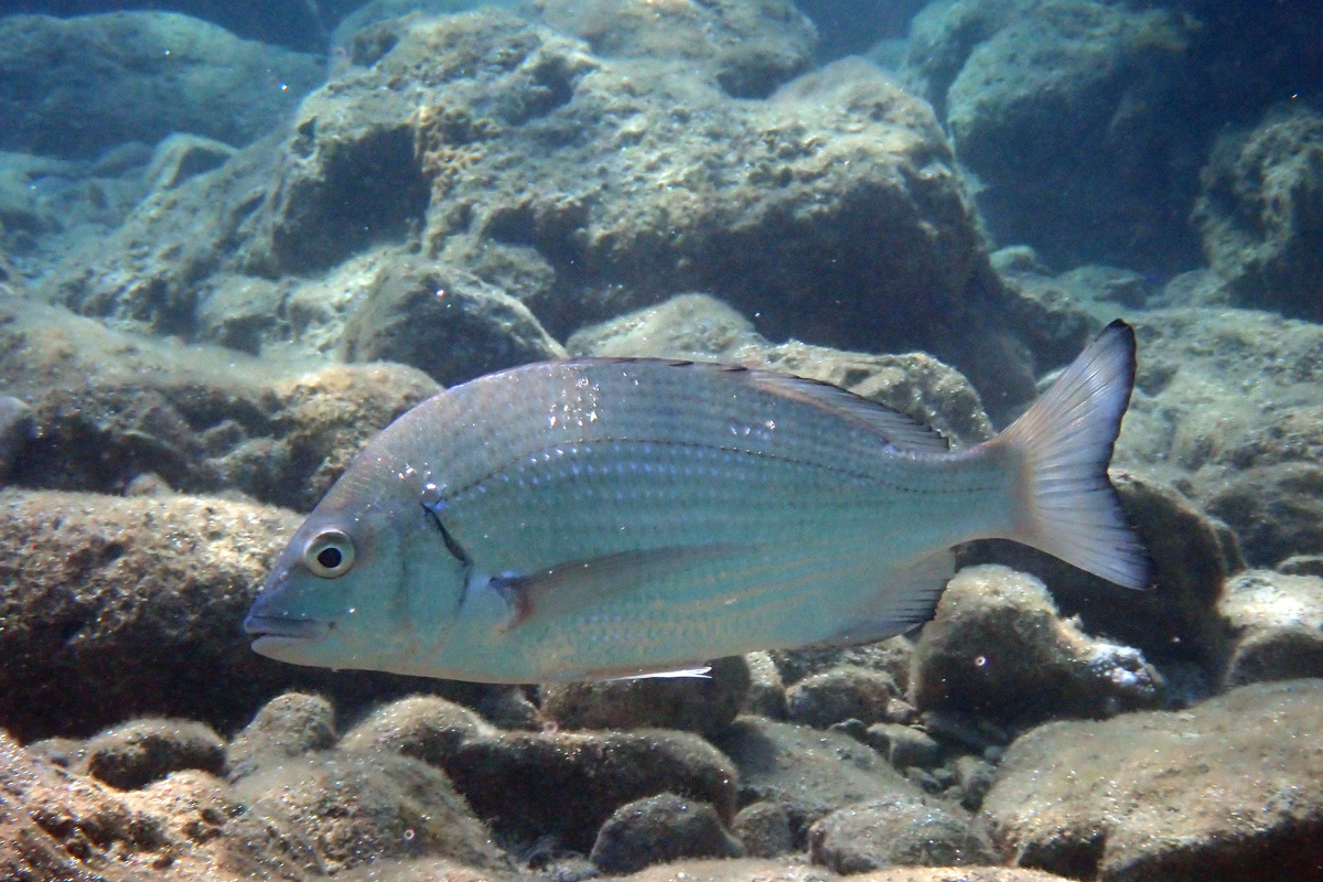 Okinawa Seabream – ミナミクロダイ