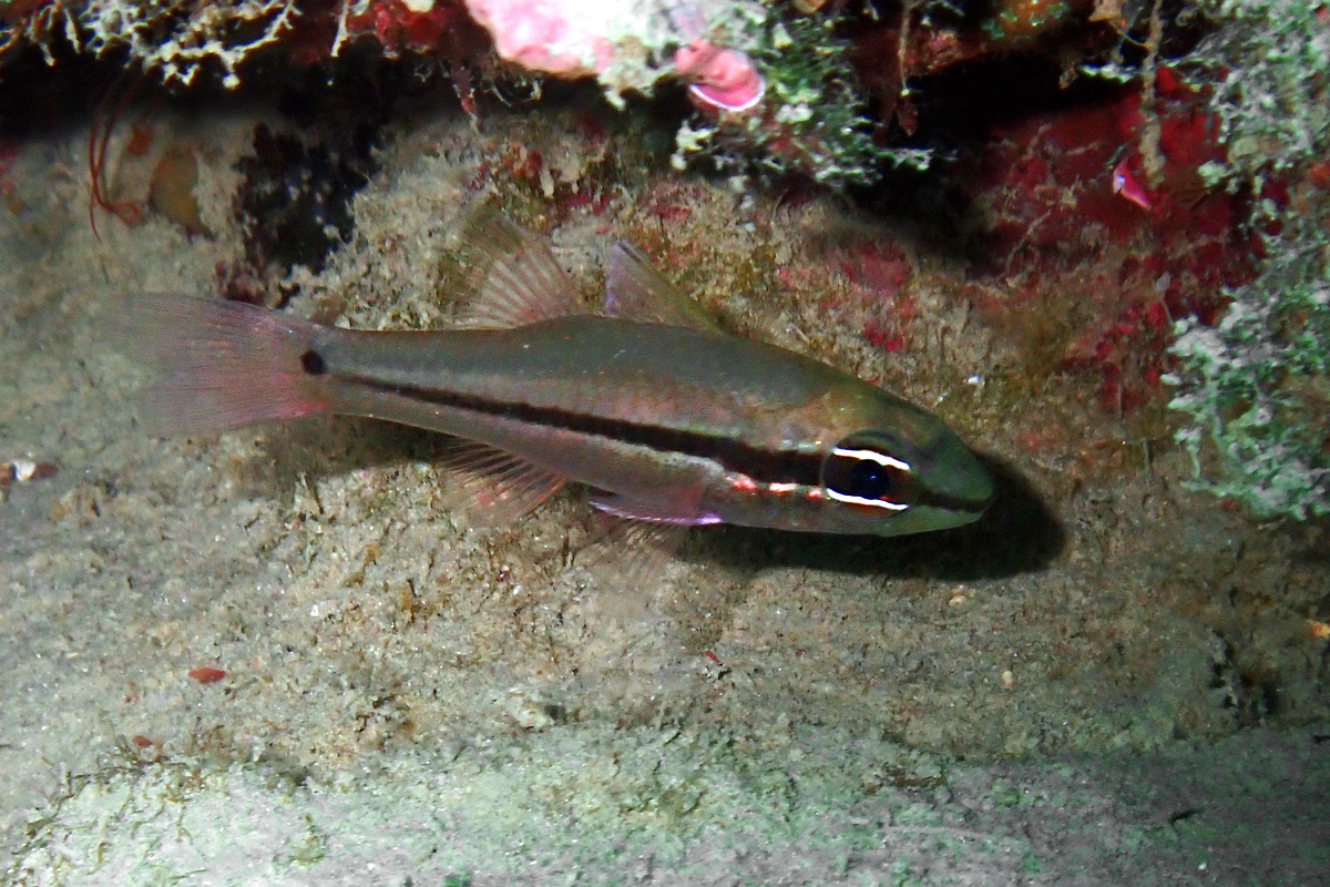 Spur-cheek Cardinalfish ヒトスジイシモチ