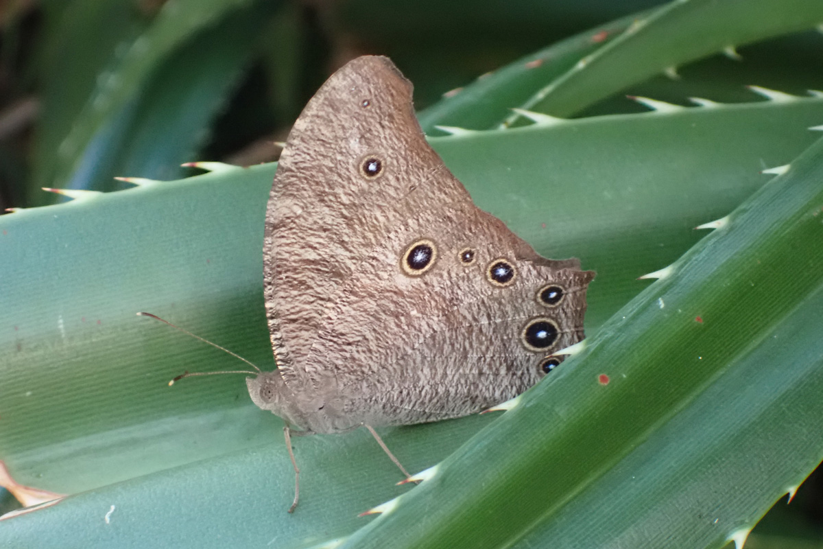 Common Evening Brown – ウスイロコノマチョウ