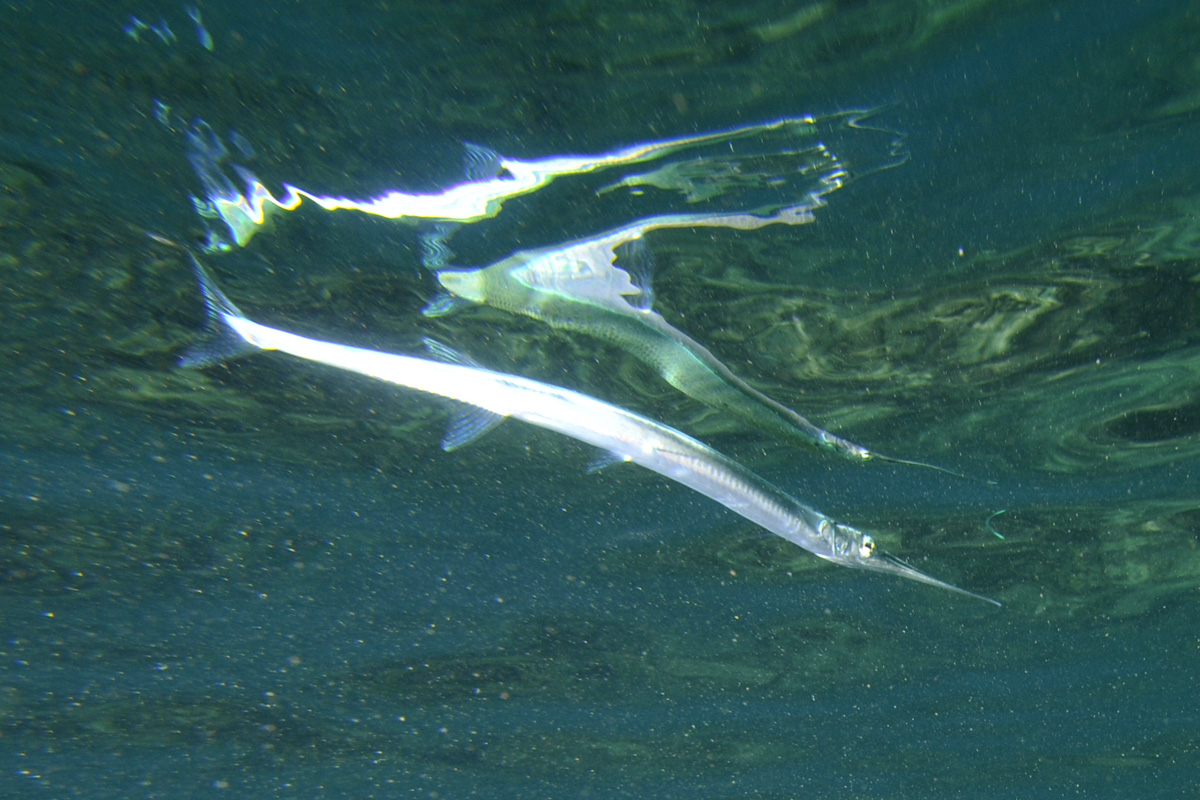 Slender Needlefish – ヒメダツ – ‘Aha