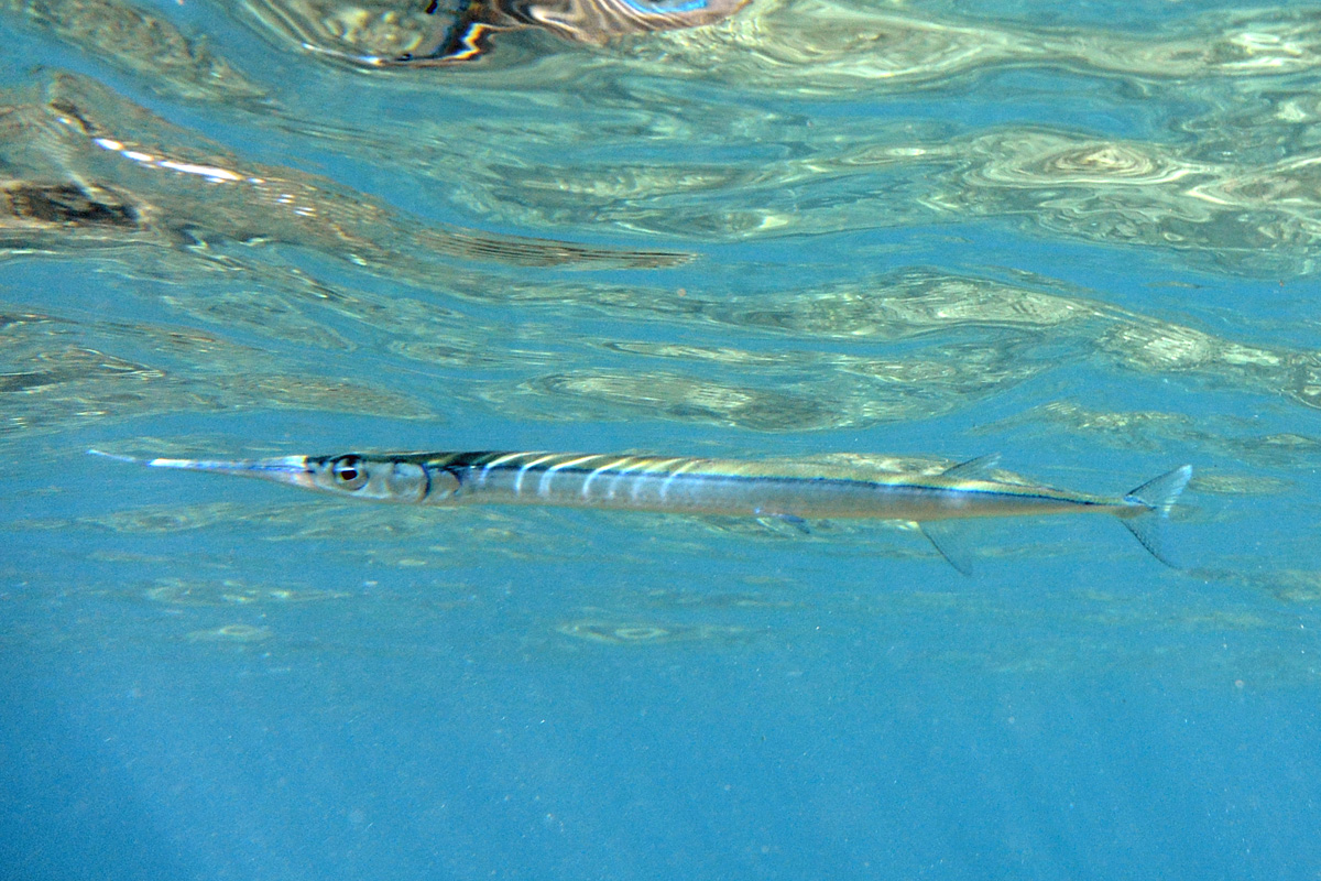 Keeljaw Needlefish – テンジクダツ – ‘Aha