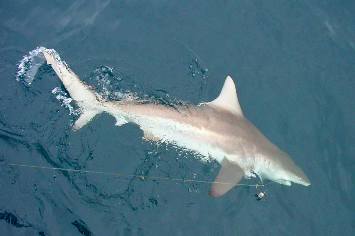 Carcharhinus sp.
