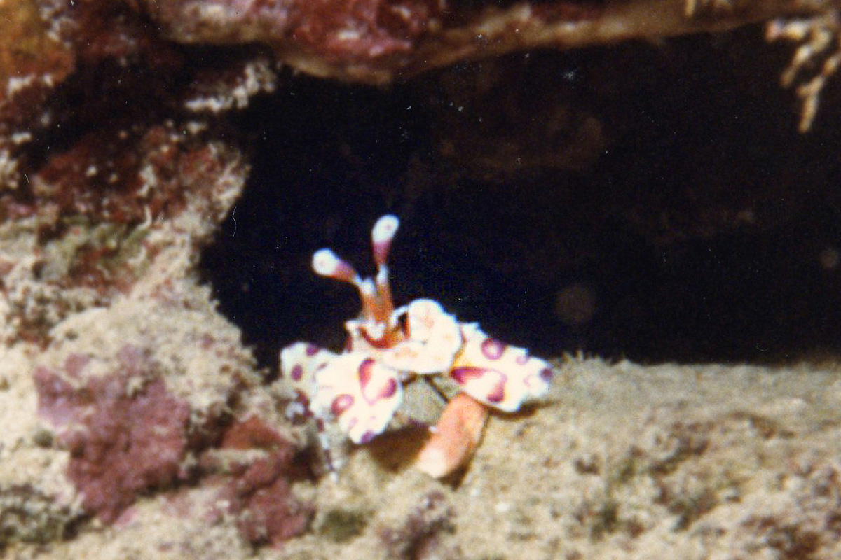 Harlequin Shrimp – フリソデエビ