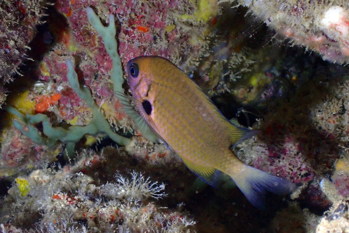 Pacific Agile Chromis – カレハスズメダイ