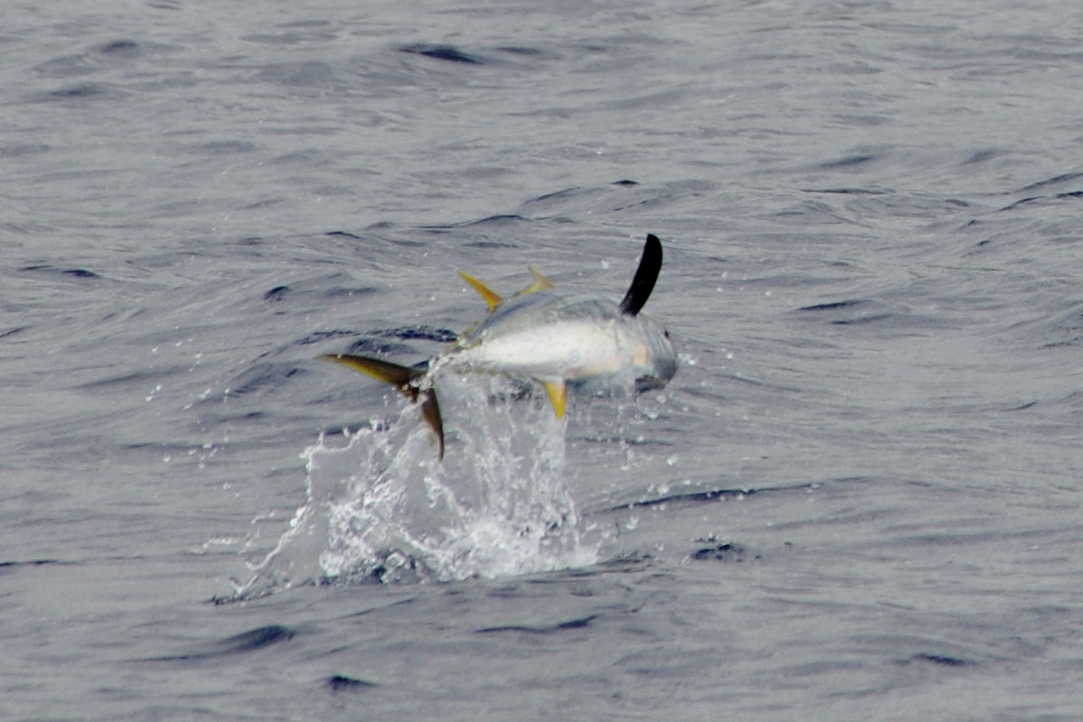 Yellowfin Tuna – キハダ – Ahi