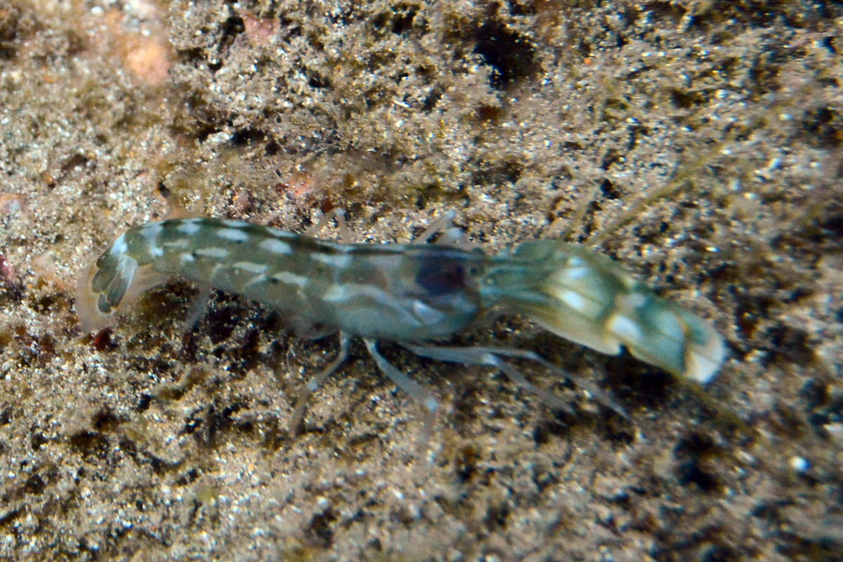 Snapping Shrimp – タイヘイヨウテッポウエビ