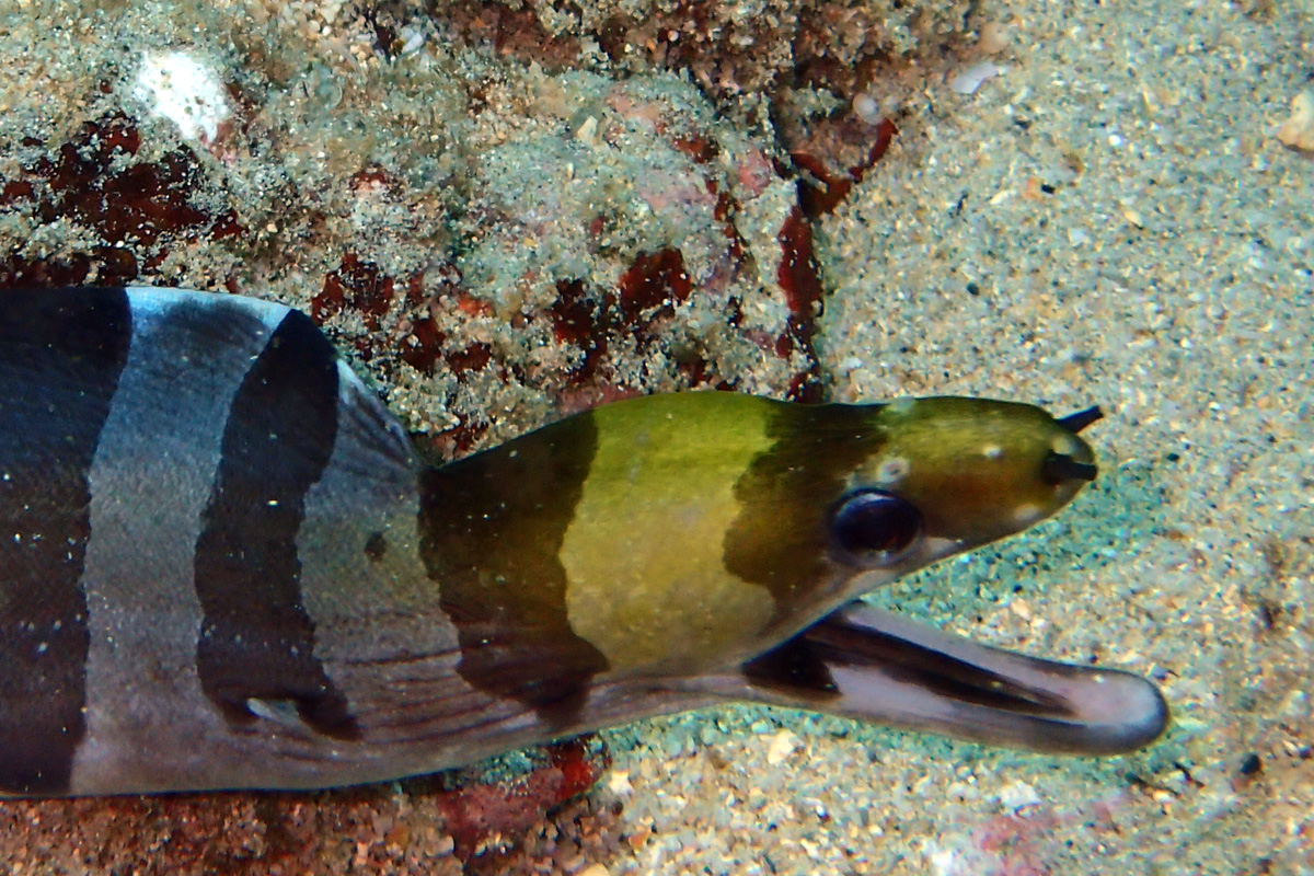 Banded Moray – クラカケウツボ – Puhi ‘ou