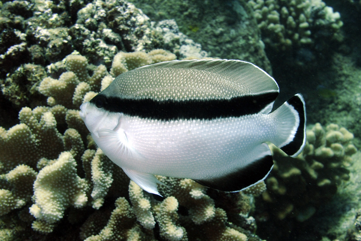Bandit Angelfish