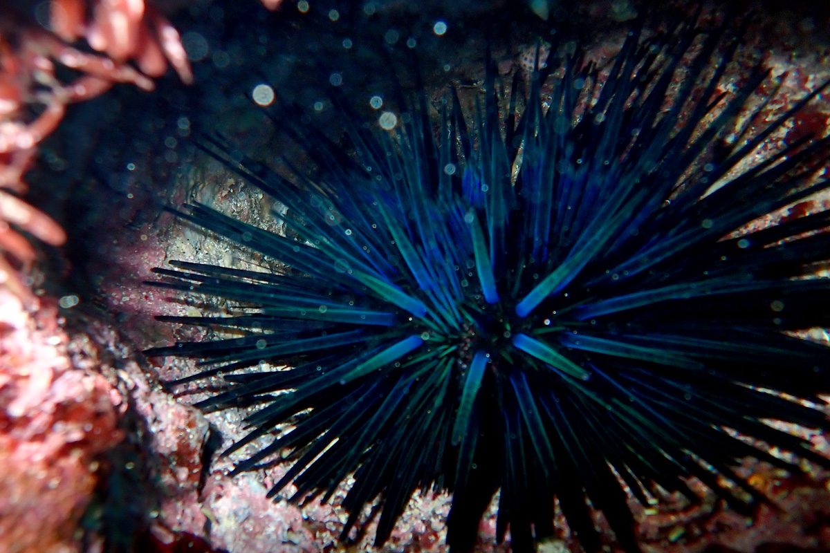 Blue-black Urchin – ガンガゼモドキ