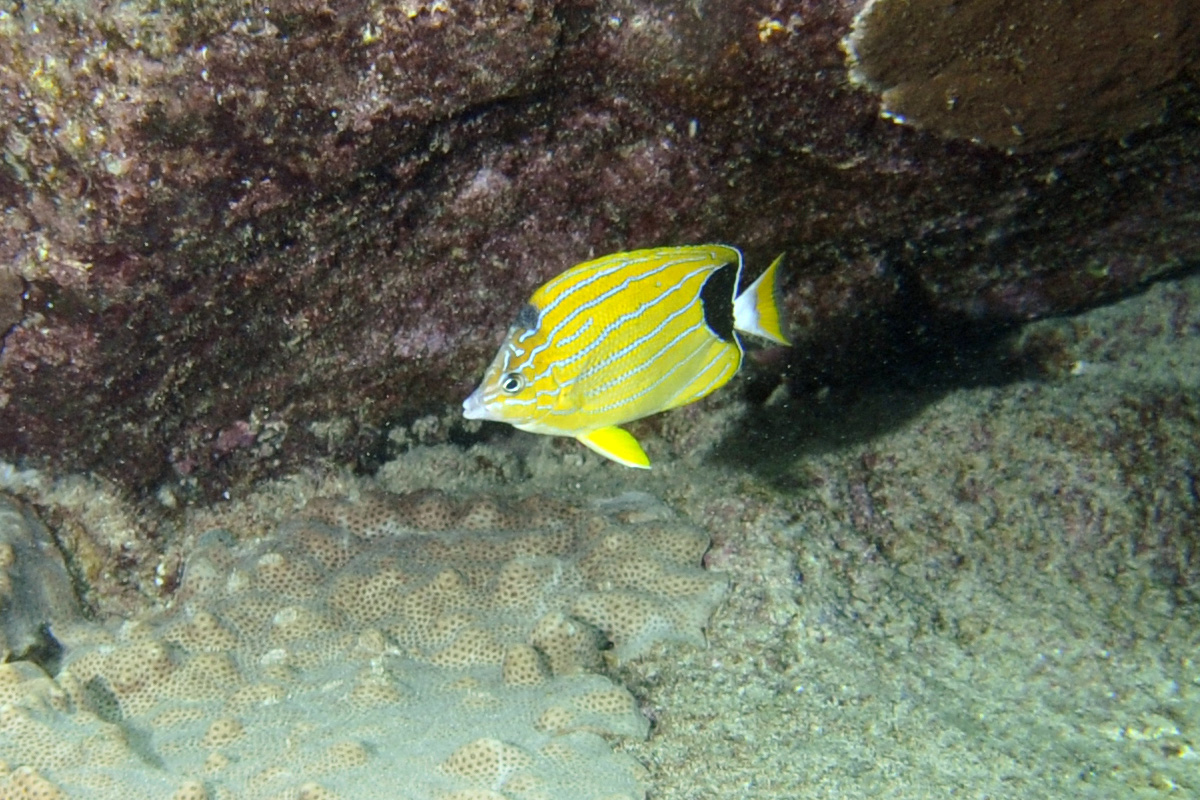 Bluelined Butterflyfish – Kikakapu