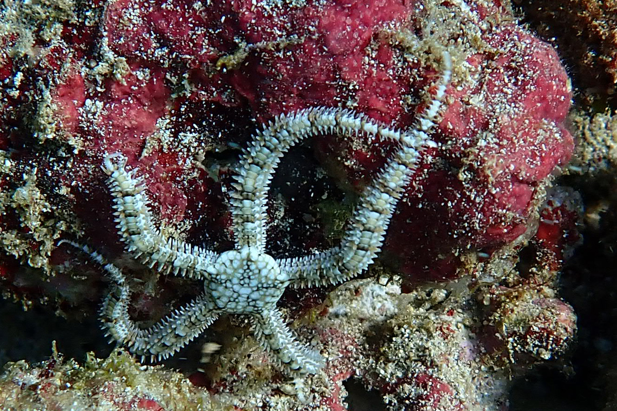 Brittle Starfish